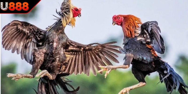 Chơi đấu kê thắng lớn, nhận thưởng về liền tay